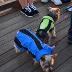 Cambria_2015_0210 (November 07, 2015)